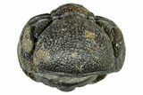 Long, Curled Morocops Trilobite - Morocco #323509-2